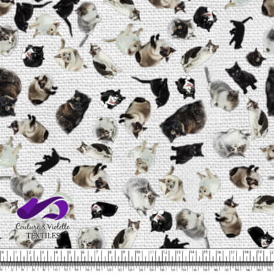 Chat - Chaterie sur Texture Blanche