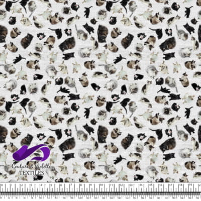 Chat - Chaterie sur Texture Blanche