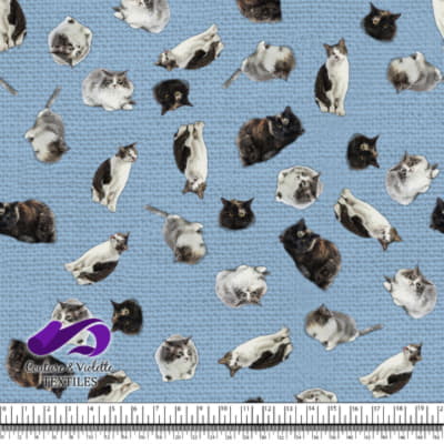 Chat - Mademoiselle sur fond bleu ciel clair